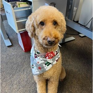 Meet your Posher, Daisy